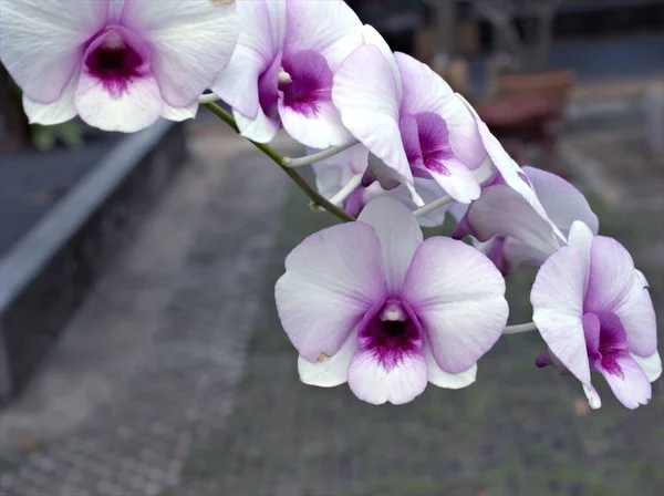 Closeup Macro Branco Orquídeas Traça Orquídea Fogão Dendrobium Bigibbum Plantas — Fotografia de Stock