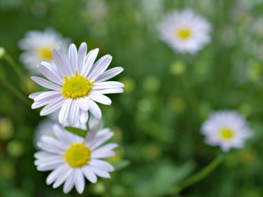 Bahçedeki yeşil bulanık arka planı, makro görüntüsü, yumuşak odağı ve kart tasarımı için tatlı rengi olan papatya çiçeklerinin kapalı beyaz taç yaprakları.