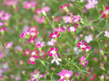 Kapalı pembe bebek nefesi, bahçede güneş ışığı ve bulanık arkaplan, makro görüntü, kart tasarımı için tatlı renk