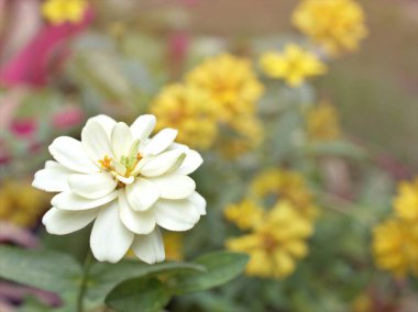 Zinnia angustifolia çiçeğinin yakın plan beyaz yaprakları bahçede yeşil bulanık arka plan, makro görüntü, kart tasarımı için tatlı renk