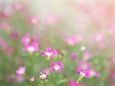 Kapalı pembe bebek nefesi, bahçede güneş ışığı ve bulanık arkaplan, makro görüntü, kart tasarımı için tatlı renk