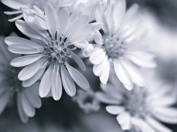 Closeup blurred white aster daisy flower in black and white image and blurred background ,old vintage style photo for card design