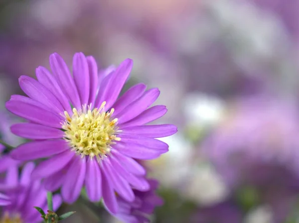Closeup Pink Petals Purple Tatarian Aster Tataricus Daisy Flower Plants — Stock Photo, Image