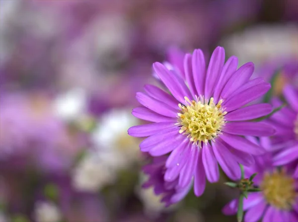 Closeup Pink Petals Purple Tatarian Aster Tataricus Daisy Flower Plants — Stock Photo, Image