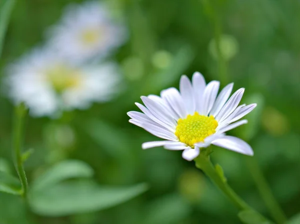 Closeup Pétalas Brancas Plantas Flores Margarida Comuns Jardim Com Fundo — Fotografia de Stock