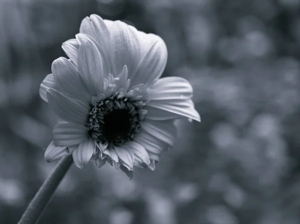 在黑白图像中 布景模糊了白色的Transvaal Gerbera菊花 在卡片设计中模糊了背景和老式风格的照片 — 图库照片