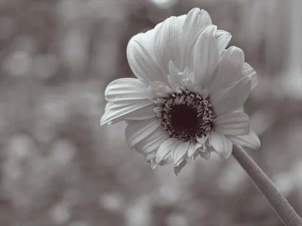 在黑白图像中 布景模糊了白色的Transvaal Gerbera菊花 在卡片设计中模糊了背景和老式风格的照片 — 图库照片