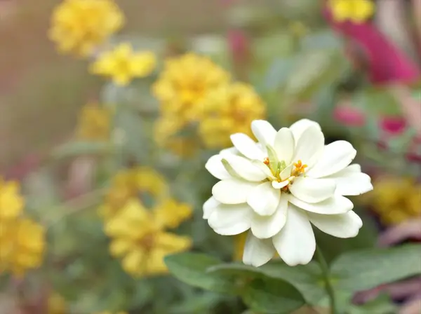 Zbliżenie Białe Płatki Cynnia Angustifolia Roślin Kwiatowych Ogrodzie Zielonym Rozmazanym — Zdjęcie stockowe