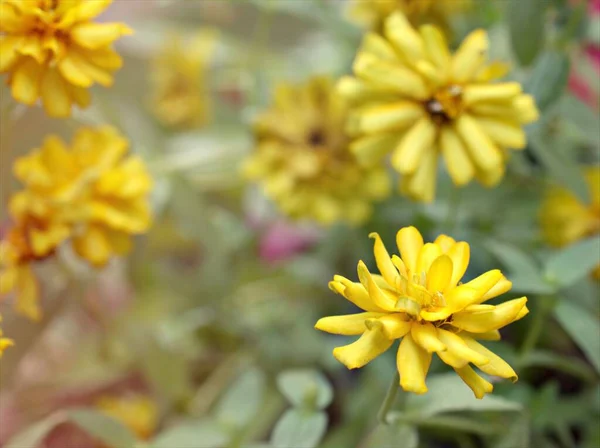 노란색 배경이 정원에 Zinnia Angustifolia 의노란 매크로 이미지 디자인을 — 스톡 사진