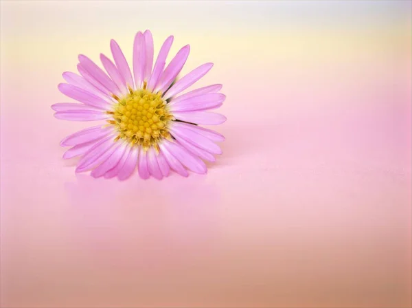 Kapalı menekşe taç yaprakları mor Tatarya paskalya tataricus papatya çiçeği pembe bulanık arka plan, makro görüntü, yumuşak odak, tatlı renk kart tasarımı için