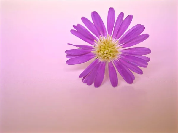 Nahaufnahme Violette Blütenblätter Lila Tatarian Aster Tataricus Daisy Blume Auf — Stockfoto