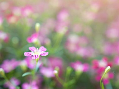 Kapalı pembe bebek nefesi, bahçede güneş ışığı ve bulanık arkaplan, makro görüntü, kart tasarımı için tatlı renk