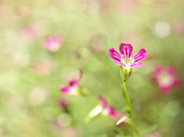 ピンクの赤ちゃんの息 太陽の光と背景のぼやけた庭の赤いジプシーの花の植物の花弁 マクロ画像 カードデザインのための甘い色 — ストック写真