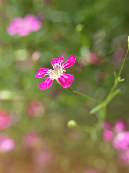 ピンクの赤ちゃんの息 太陽の光と背景のぼやけた庭の赤いジプシーの花の植物の花弁 マクロ画像 カードデザインのための甘い色 — ストック写真