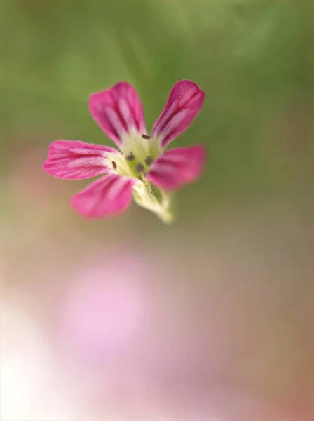 Närbild Rosa Barnets Andedräkt Kronblad Röda Gypsophila Blomma Växter Trädgården — Stockfoto