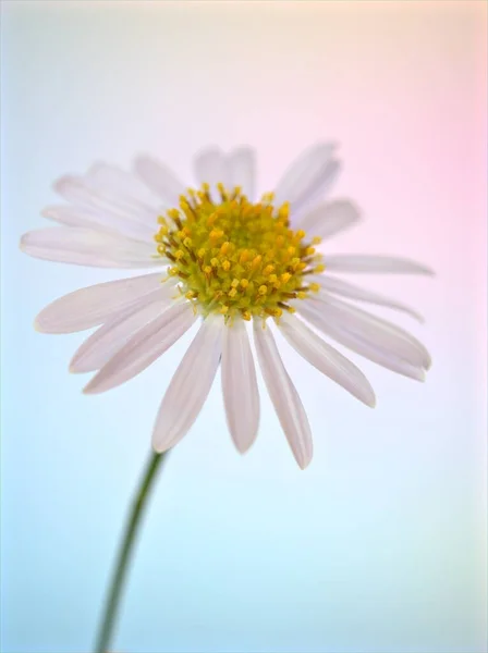 具有粉红模糊背景 宏观图像 柔和焦点 卡片设计色泽 花园白菊花色的普通雏菊花瓣的密闭白色花瓣 — 图库照片
