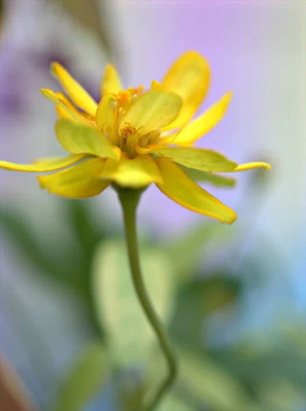 노란색 배경이 정원에 Zinnia Angustifolia 의노란 매크로 이미지 디자인을 — 스톡 사진