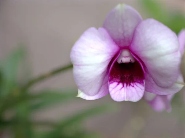 Primer Plano Macro Blanco Púrpura Orquídea Ciudad Cocina Plantas Flores —  Fotos de Stock