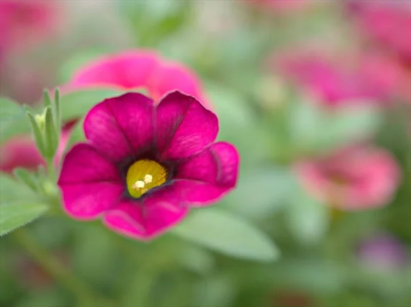 정원에 분홍빛 페튜니아 클로즈업 물방울과 부드러운 매크로 이미지 디자인을 — 스톡 사진