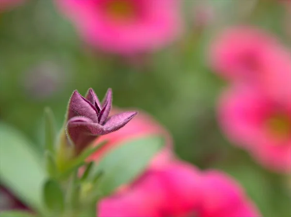 정원에 분홍빛 페튜니아 클로즈업 물방울과 부드러운 매크로 이미지 디자인을 — 스톡 사진