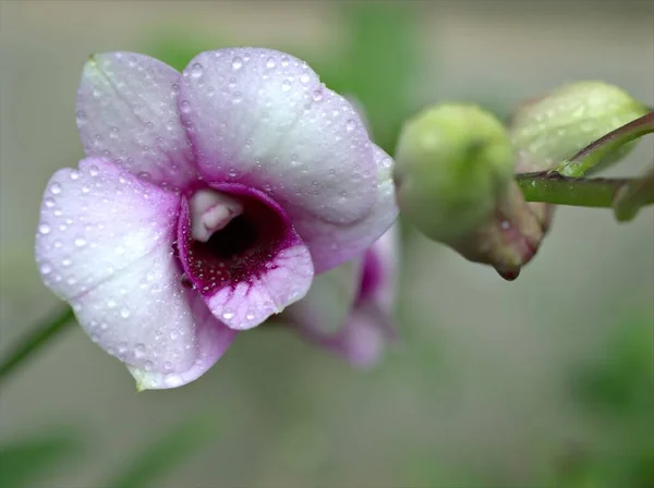 Detailní Makro Bílá Fialová Kuchyně Orchidej Dendrobium Bigibbum Orchidej Květiny — Stock fotografie
