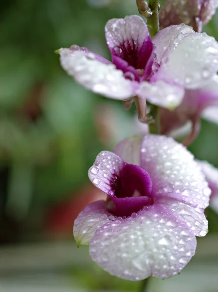 Detailní Makro Bílá Fialová Kuchyně Orchidej Dendrobium Bigibbum Orchidej Květiny — Stock fotografie