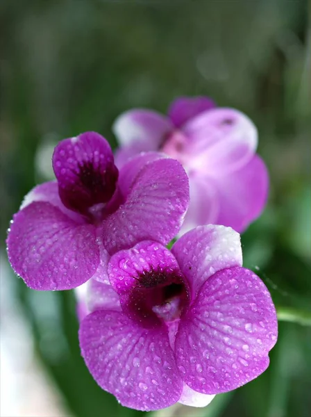 Detailní Fialová Orchidej Květina Kapkami Vody Vaření Město Dendrobium Bigibbum — Stock fotografie