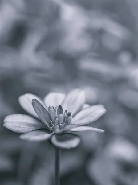 黑白照片中的布景花 背景图片 旧式照片 宏观图片 模糊的花朵 — 图库照片