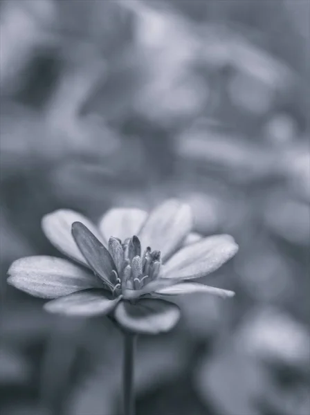 Closeup Blomst Sort Hvidt Billede Zinnia Blomst Til Baggrund Gamle - Stock-foto