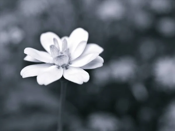 Closeup Λουλούδι Μαύρο Και Άσπρο Εικόνα Zinnia Λουλούδι Για Φόντο — Φωτογραφία Αρχείου