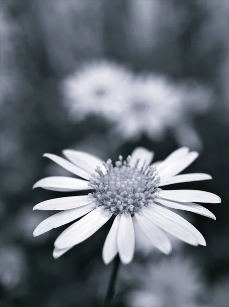 Closeup flower in black and white image, common daisy flower for  background ,old style photo, macro image, blurred flower