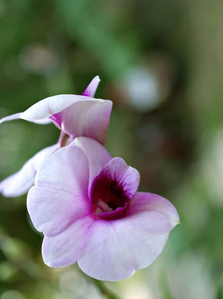 Detailní Fialová Orchidej Květinová Kuchyně Dendrobium Bigibum Rostliny Měkké Zaměření — Stock fotografie