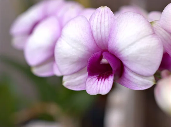 Detailní Fialová Orchidej Květinová Kuchyně Dendrobium Bigibum Rostliny Měkké Zaměření — Stock fotografie