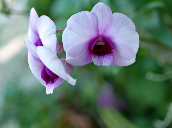 Detailní Fialová Orchidej Květinová Kuchyně Dendrobium Bigibum Rostliny Měkké Zaměření — Stock fotografie