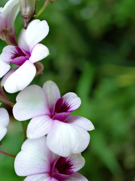 紫色の蘭の花の調理の町を閉じます Dendrobium Bigibbom植物と紫色のぼやけた背景に柔らかい焦点 マクロ画像 カードのデザインのための甘い色 — ストック写真