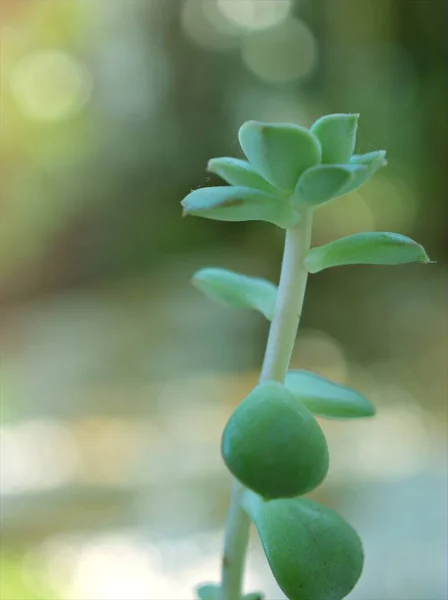 肉质植物 色泽模糊 叶绿且背景模糊 宏观图像 卡片设计的软焦点 — 图库照片