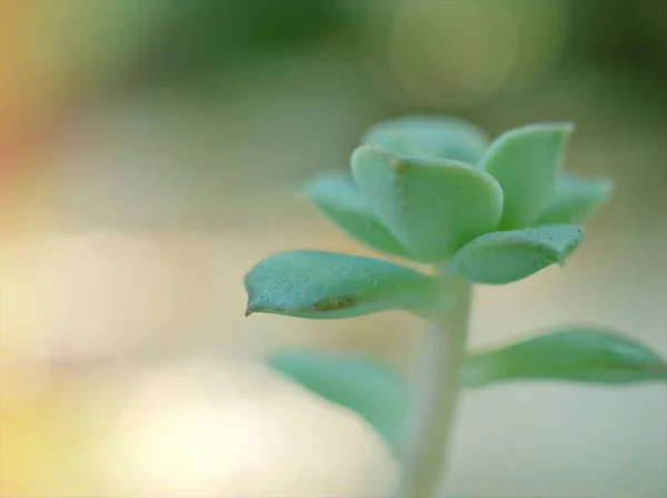 Closeup Succulent Plant Blurred Sedum Morganianum Burro Tail Green Leaf — Stock Photo, Image