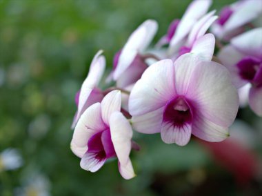 Yumuşak odaklı mor orkide çiçeği, Dendrobium bigibbum bitkileri, bahçede pembe orkide ve yeşil bulanık arkaplan, makro görüntü, kart tasarımı için tatlı renk
