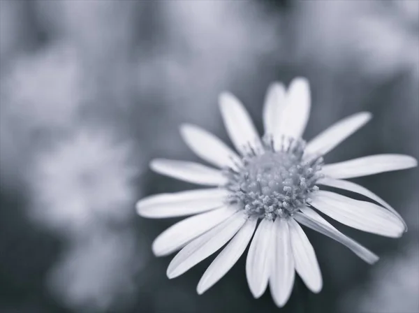 黑白相间的花朵 菊花植物和模糊的背景 古色古香的卡片设计照片 — 图库照片