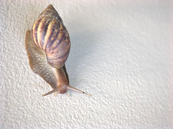 Gros Plan Escargot Jardin Noir Achatina Fulica Sur Fond Blanc — Photo