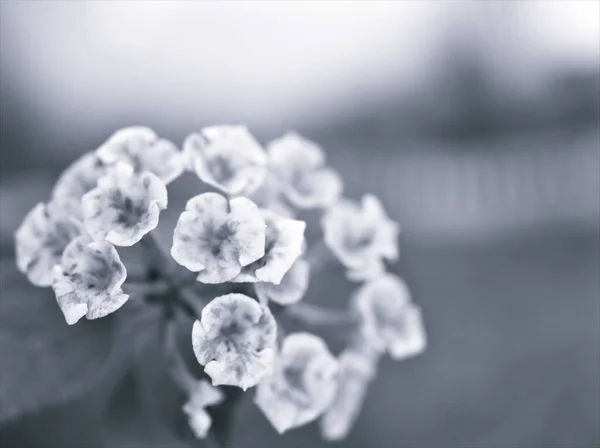 Цветок Черно Белом Изображении Лантана Камара Цветочные Растения Размытый Фон — стоковое фото