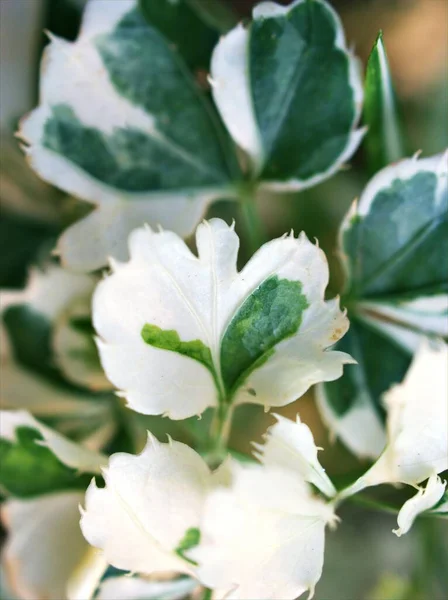 Kapalı Yeşil Beyaz Yaprak Polyscias Bitkileri Arka Planı Bulanık Doğa — Stok fotoğraf