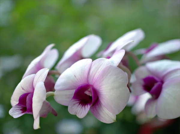 柔らかい焦点を当てた紫色の蘭の花 Dendrobium Bigibbob植物 庭のピンクの蘭と緑のぼやけた背景 マクロ画像 カードデザインのための甘い色 — ストック写真