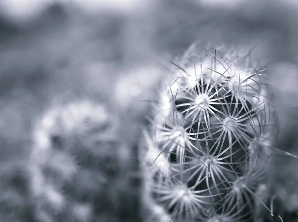 Nahaufnahmen Verschwimmen Makro Mammillaria Elongata Kopper King Kaktuspflanze Schwarz Weiß — Stockfoto