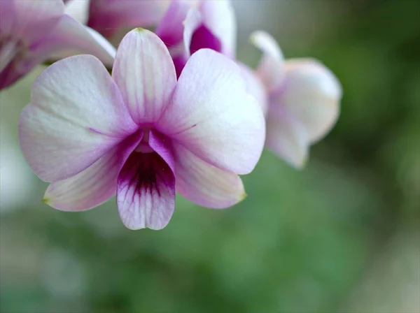 Fialová Orchidej Květina Kapkami Vody Měkkým Ostřením Dendrobium Bigibum Rostliny — Stock fotografie