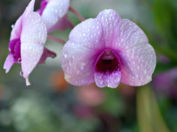 Flor Orquídea Roxa Com Gotas Água Foco Suave Plantas Bigibbum — Fotografia de Stock