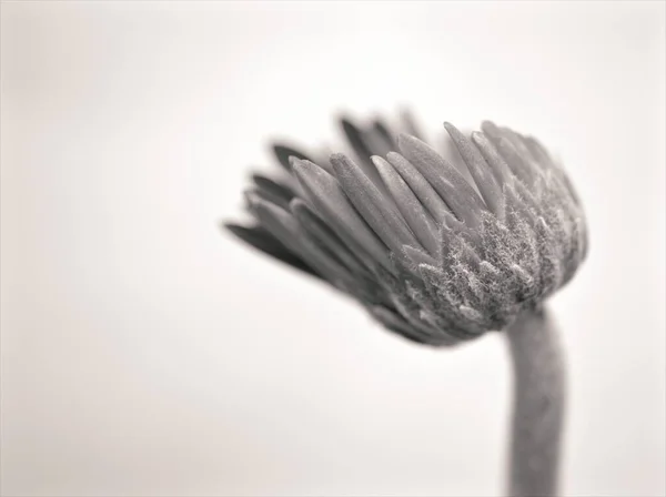 Blume Schwarz Weiß Bild Gerbera Daisy Transvaal Knospenblütenpflanzen Und Verschwommener — Stockfoto