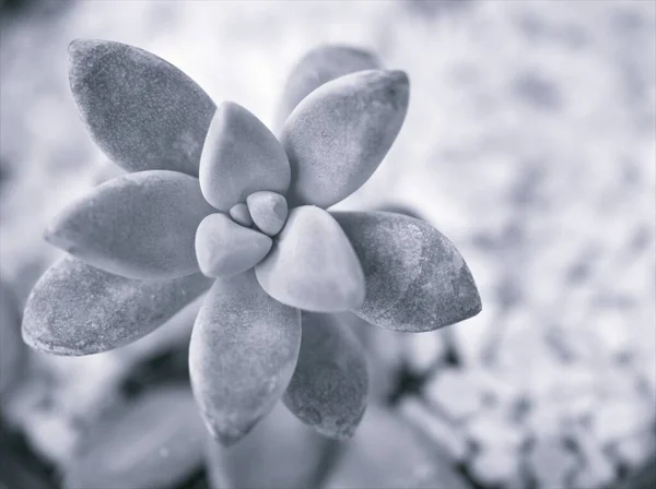 Sukkulente Geisterpflanze Graptopetalum Paraguayense Pflanze Schwarz Weiß Bild Und Unscharfem — Stockfoto