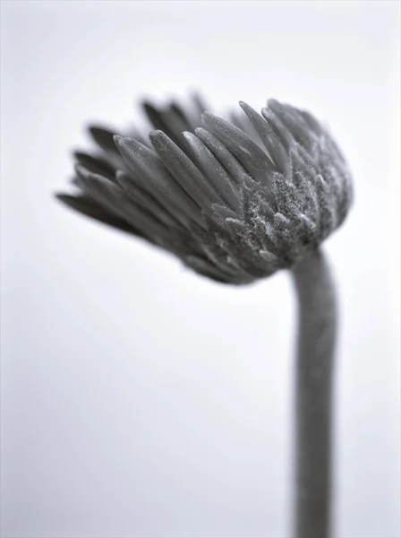 flower in black and white image, Gerbera daisy Transvaal bud flower plants and blurred background ,macro and old vintage style photo for card design