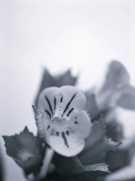 用于卡片设计的花 黑白图像 合花植物和模糊的背景 宏观和老式风格的照片 — 图库照片